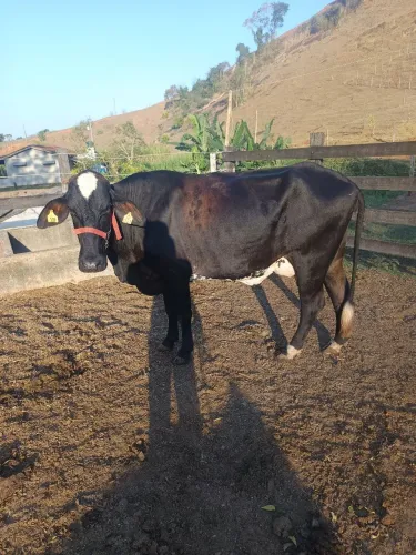 Vacas de leite