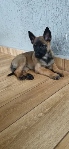 Pastor belga malinois
