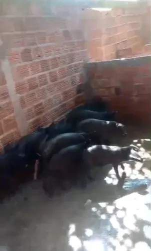 Venda