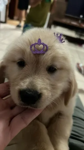 Golden retriver