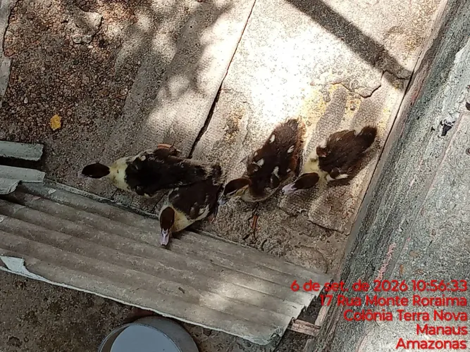 Vende-se patinhos