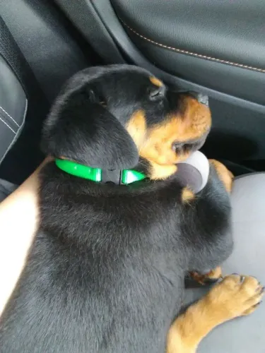 Rottweiler Um novo pet disponível para conhecer