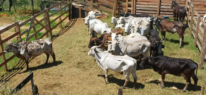 Vacas para engorda