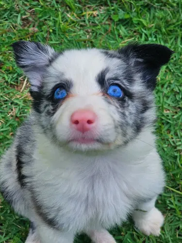 Filhote de Border Collie 
