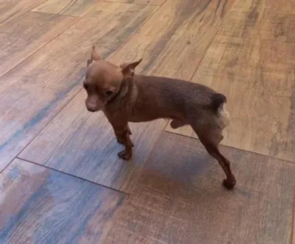 Vendo Pinscher reprodutor zero