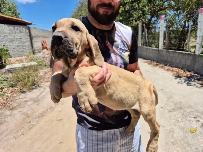 FILA BRASILEIRO - FILHOTES COM PORTE, LEALDADE E CARÁTER!