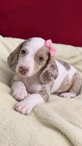 Dachshund - Porte Miniatura