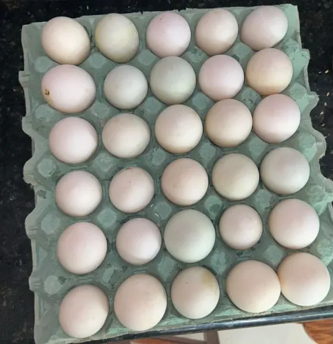 Ovos de Marreco