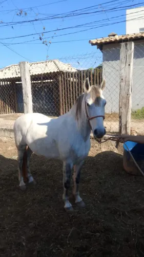 Cavalo 