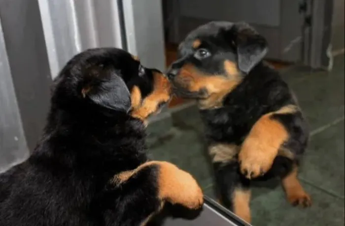 Rottweiler parcelamos no cartão