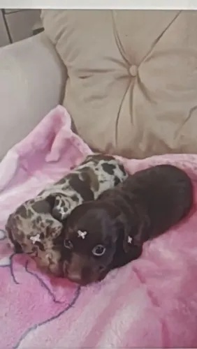 Daschund pelo longo - Verique a pelagem