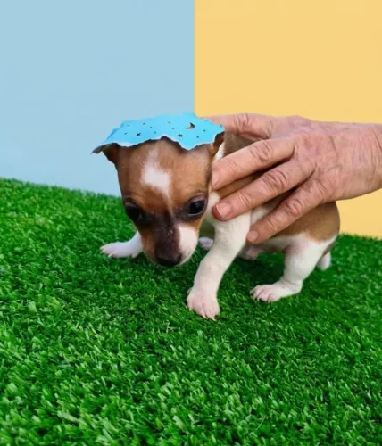 Pinscher Macho com Ótimo Temperamento