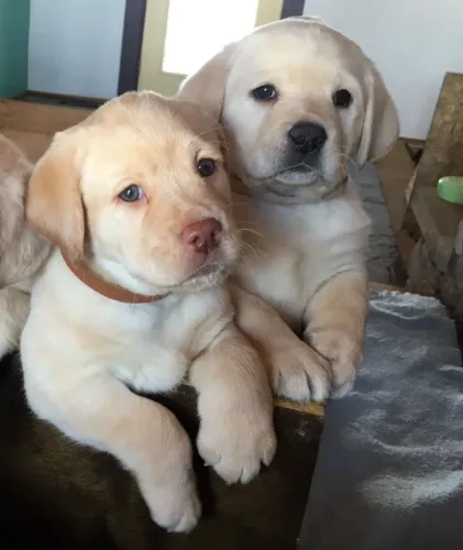 Labrador dourado com pedigree