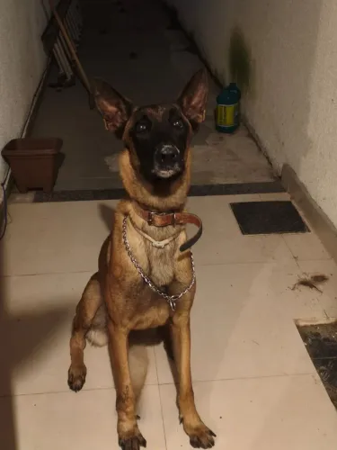 Doação Pastor belga malinois