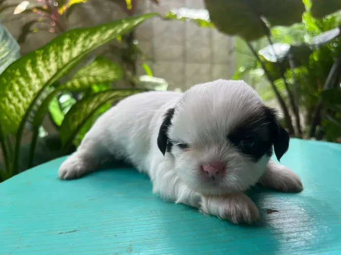 shih tzu filhote - macho e Fêmea <br>Com 1 mês de vida <br>1º aplicação de vermifugo feita