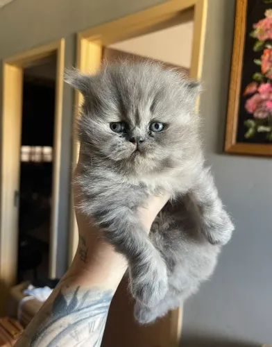 Gato persa filhote
