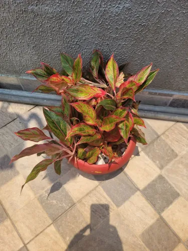 Planta