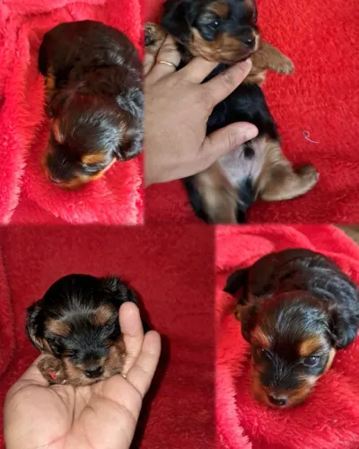 Yorkshire terrier de raça pura