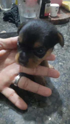 Vende filhote de Pincher