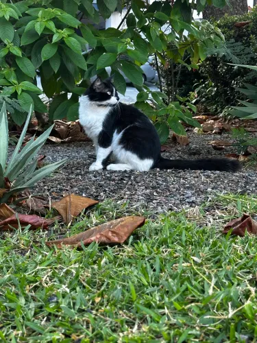Gatão para adoção 