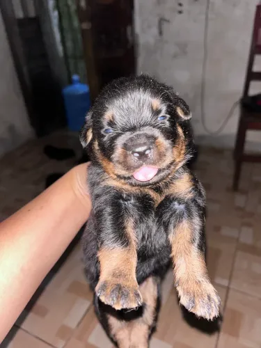 Filhote de rottweiler legítimo