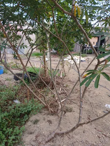 Manivas de macaxeira frutada a venda