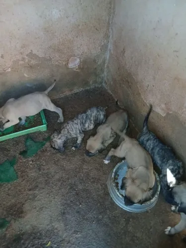 Vendo filhotes de Fila Brasileiro