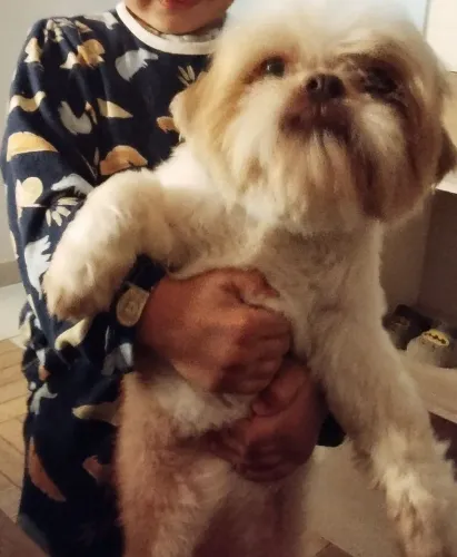 Vende-se Shih Tzu macho - 1 ano 