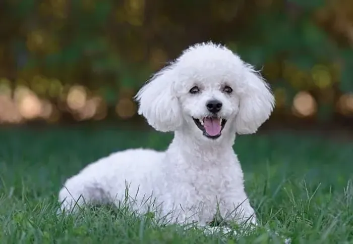 PROCURO POODLE PARA ADOÇÃO (PREFERÊNCIA FÊMEA)