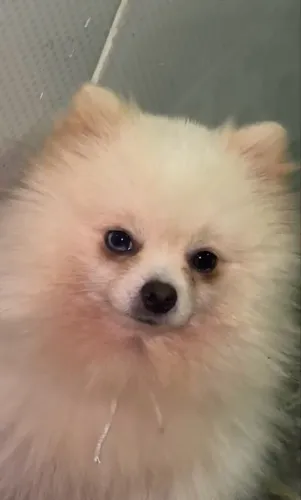 Macho Lulu da pomerania para cruza