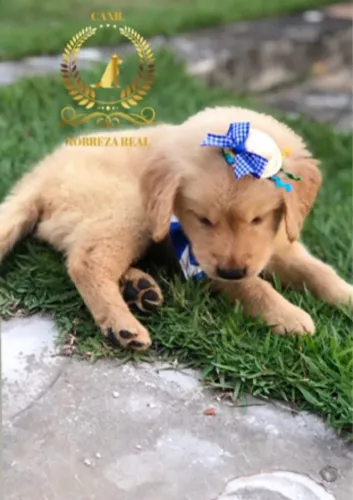 Golden Retriever de Procedencia do Melhor Canil Especializado @CanilNobrezaReal