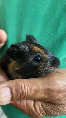 Porquinhos da índia filhotes