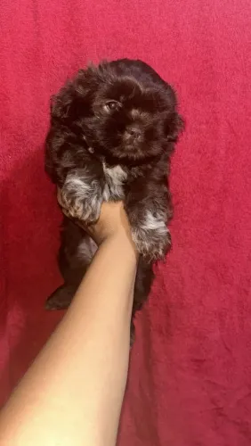 Vendo shiituz feminha chocolate já com 1 vacina 1500