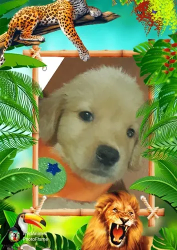 golden retriever disponivel