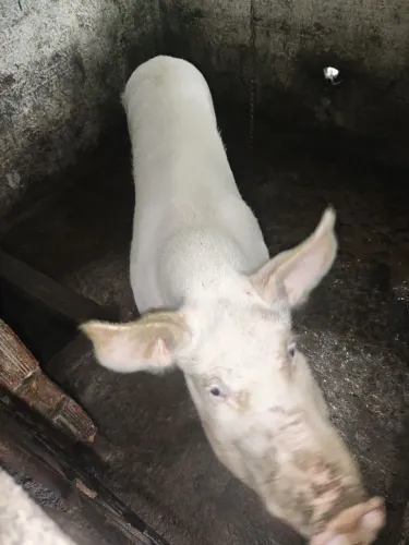Porca pra venda peso uns 115kg