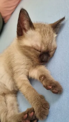 Doação gatinhos siamês