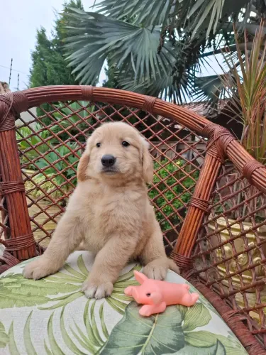 GOLDEN RETRIEVER PRONTA ENTREGA 