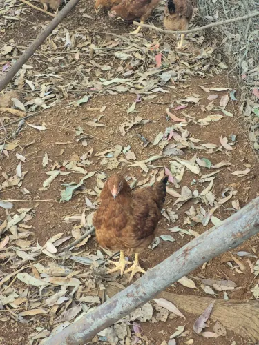 Vendo galinhas poedeiras embrapa 051 com 90 dias de vida