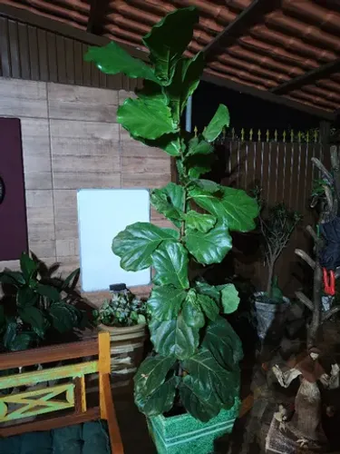 Ficus Lyrata Plantado