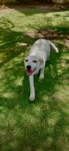 Cachorra filhote pra adoção responsável