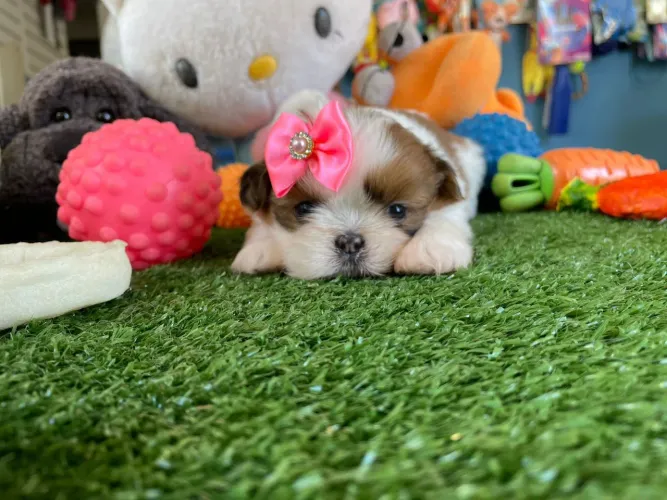 Shihtzu fêmea tricolor uma verdadeira leidi 