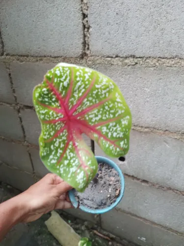 Caladium - Linda muda com folha vibrante