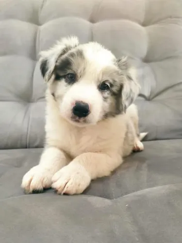 Filhote border collie, Uma vida cheia de carinho e lambeijos começa agora!