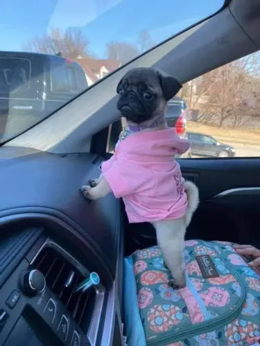 Filhote Pug, Nada se compara à alegria de ter um cachorro para chamar de seu!