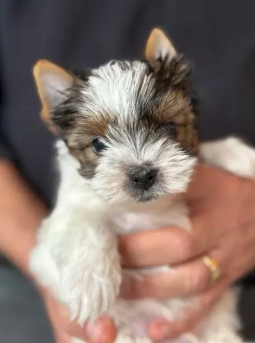 Filhotes de Biewer Terrier: beleza, saúde e garantia de origem