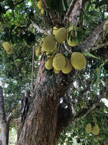 Vendemos Fazenda em Jequié - Bahia, com 344ha.