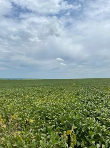 Fazenda à venda de 215.5 alqueires em Penápolis-SP