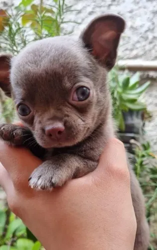 Chihuahua Micro na cor Lilac - Carinhosa e Muito Apegada! 