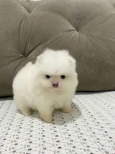 Filhote Spitz Alemão, Uma amizade verdadeira começa com um filhotinho!