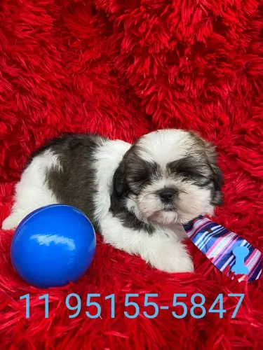 Filhote Shih Tzu Macho & fêmea